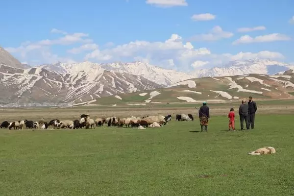 Aylık 7 bin liraya çoban bulamadılar, nöbet sistemine geçtiler