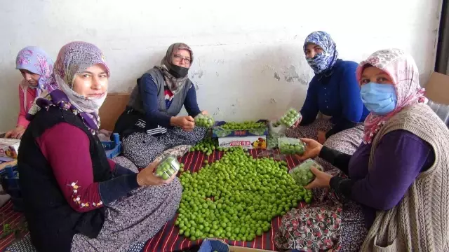 İlk çıktığında 500 liraydı, şimdi kilosu 20 ila 50 lira arasında satılıyor