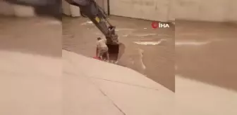 Jandarma personeli, su kanalına düşen ineği kurtarmak için kanala girdi