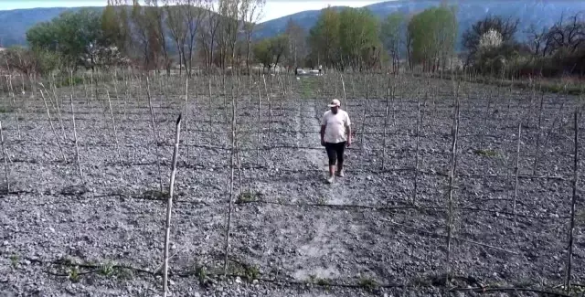 Yurt dışında gördüğü meyveyi yetiştirmeye başladı, yılda 300 bin TL kazanmayı hedefliyor