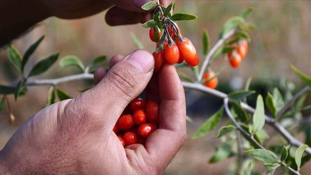 Yurt dışında gördüğü meyveyi yetiştirmeye başladı, yılda 300 bin TL kazanmayı hedefliyor