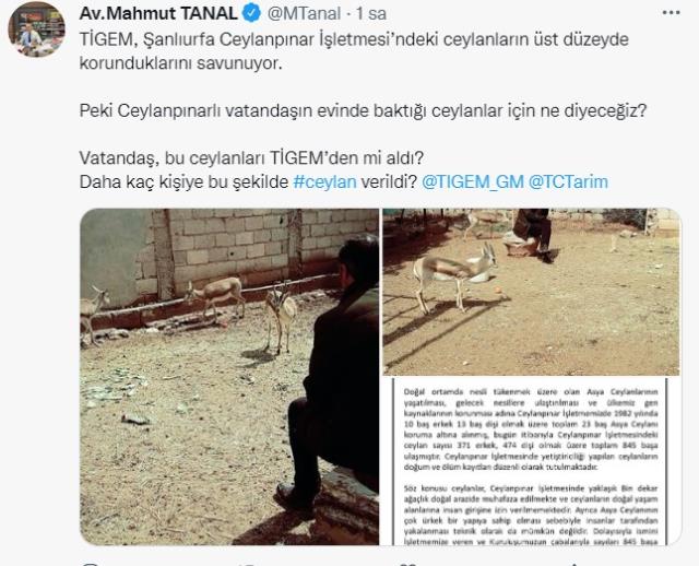 CHP'li Mahmut Tanal, koruma altındaki ceylanların peşini bırakmıyor: 123 ceylana ne oldu? CHP'li Mahmut Tanal, koruma altındaki ceylanların peşini bırakmıyor: 123 ceylana ne oldu?