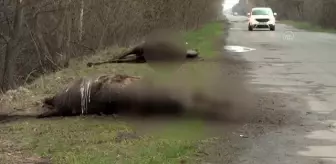 Ukrayna-Rusya savaşından hayvanlar da etkileniyor