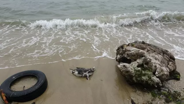 Karadeniz kıyılarında virüs şüphesi! Ölü kuşlar bir bir sahile vurmaya devam ediyor