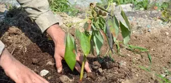 Seferihisar'ın yeni yıldızı avokado