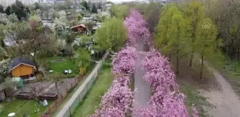 Berlin'de kiraz çiçeği mevsimi