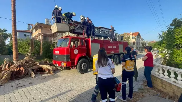 Budamak için çıktığı palmiye ağacında hayatını kaybetti, cesedi ağaçta asılı kaldı