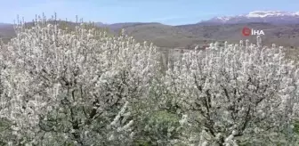 Kiraz bahçeleri beyaz gelinliğini giydi