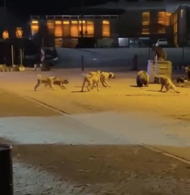 Uludağ'da yemek aramaya inen ayıların köpek sürüsü ile kavgası kamerada