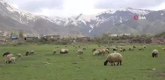 Göçerler kar erimeden Şırnak yaylalarına çıktı