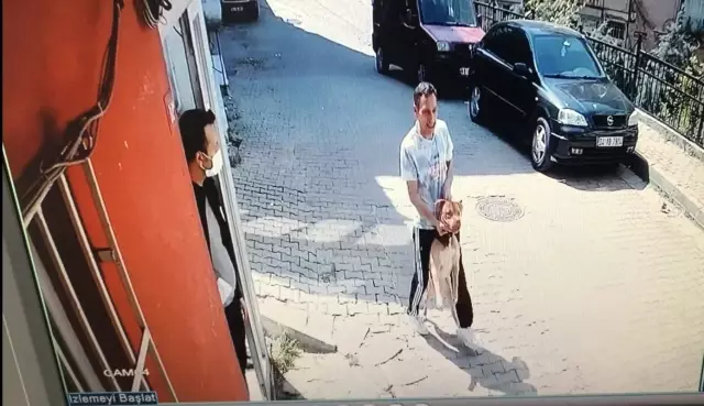 Son Dakika | İstanbul'da korku dolu pitbull saldırısı kamerada: Köpeğini parka götüren kadın dehşeti yaşadı