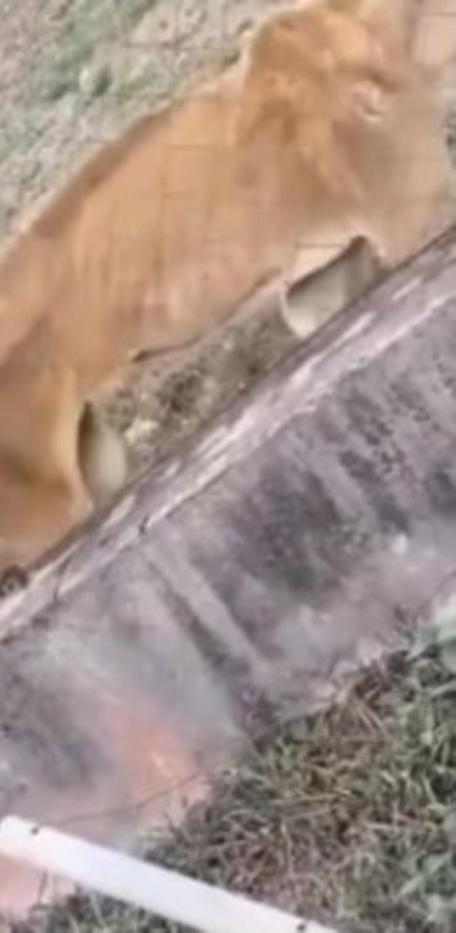 Kafesin içine koydukları aslanlara aylarca bir parça bile et vermediler, sonra olanlar korkunç