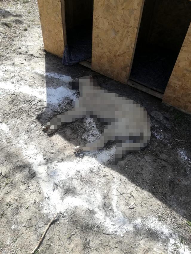 Kırşehir'de yol kenarındaki ölü köpeklerin görüntüsü yürek sızlattı
