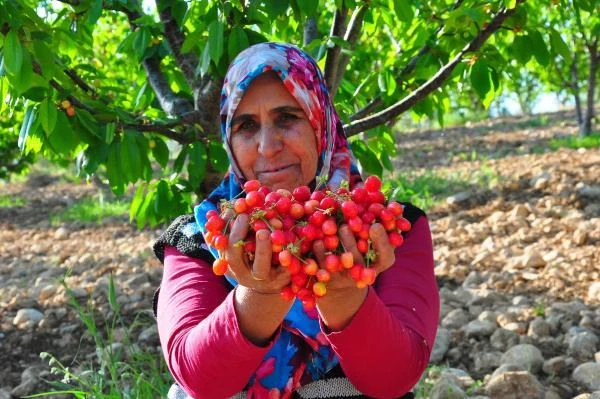 Manisa'da sezonun ilk kirazı 700 TL'den satıldı