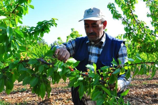 Manisa'da sezonun ilk kirazı 700 TL'den satıldı