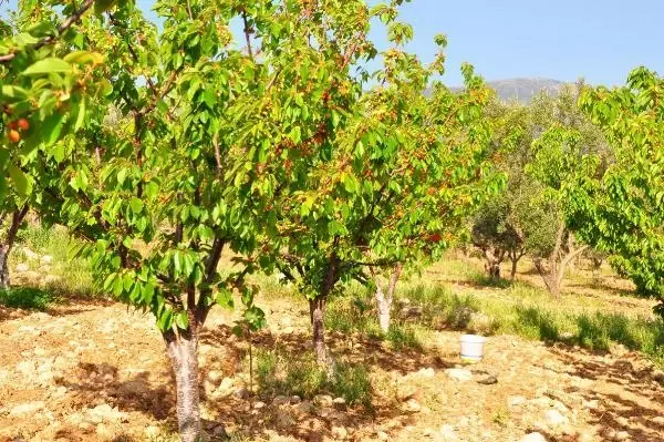 Manisa'da sezonun ilk kirazı 700 TL'den satıldı