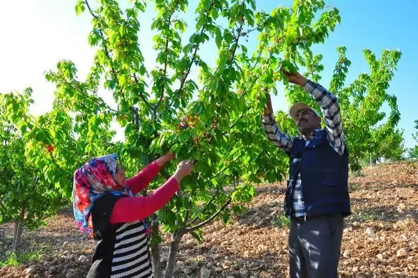 Manisa'da sezonun ilk kirazı 700 TL'den satıldı