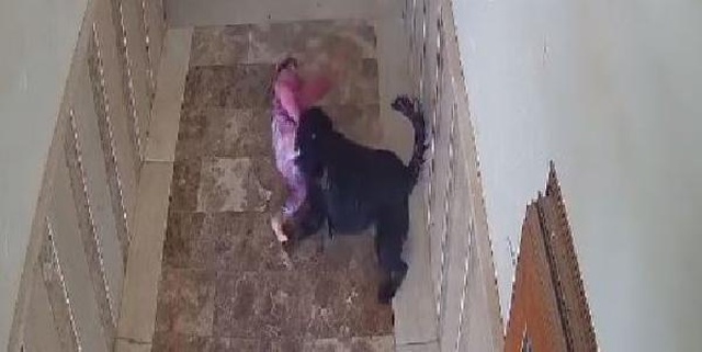 Bu kaçıncı oldu? Apartmanın koridorunda oynayan küçük çocuğa köpek saldırdı
