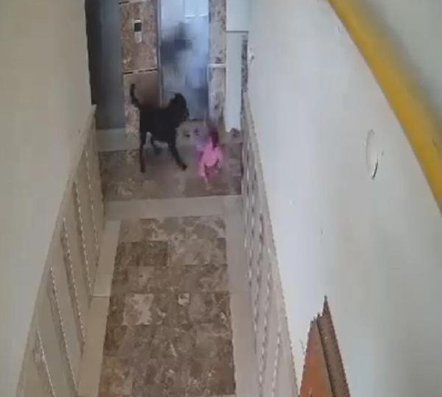 Bu kaçıncı oldu? Apartmanın koridorunda oynayan küçük çocuğa köpek saldırdı