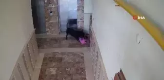 Son dakika haberi... Başıboş köpeğin saldırısına uğrayan 5 yaşındaki çocuk yaralandı...O anlar kamerada