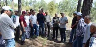 Kumluca'da köylülere gelir getirecek ormanlık alanlar oluşturuluyor