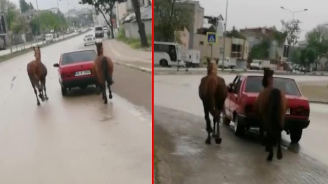 İple bağladığı 2 atı otomobille çeken çeken sürücüye ceza yağdı İple bağladığı 2 atı otomobille çeken çeken sürücüye ceza yağdı