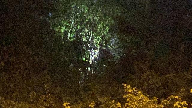 25 gündür kayıp olan genç ormanda ağaca asılı halde bulundu 25 gündür kayıp olan genç ormanda ağaca asılı halde bulundu
