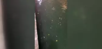 CHP'li Tanal: Balıklıgöl'ü Kaderine Terk Etmişler