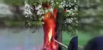 Yıldırım isabet eden ağaç alev aldı, vatandaş kürekle böyle söndürmeye çalıştı