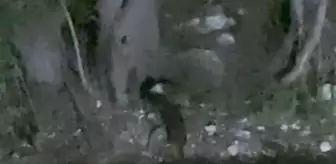 Nesli tükenmekte olan su samurları görüntülendi