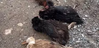 Sokak köpekleri onlarca kümes hayvanını telef etti