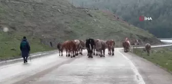 Sarıkamış'ta dolu hayatı olumsuz etkiledi