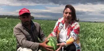 Adanalı Karpuz Üreticisi: Geçen Yıl 1 Dönüm Karpuzu 4 Bin Liraya Mal Ederken Şimdi 12 Bin Liraya Mal Ediyorum