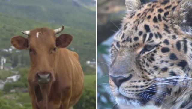 Her gece köydeki ahırı ziyaret eden ama inekleri öldürmeyen leopar hakkındaki gerçek, çiftçiyi hayrete düşürdü Her gece köydeki ahırı ziyaret eden ama inekleri öldürmeyen leopar hakkındaki gerçek, çiftçiyi hayrete düşürdü