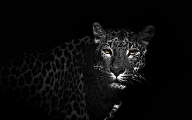 Her gece köydeki ahırı ziyaret eden ama inekleri öldürmeyen leopar hakkındaki gerçek, çiftçiyi hayrete düşürdü Her gece köydeki ahırı ziyaret eden ama inekleri öldürmeyen leopar hakkındaki gerçek, çiftçiyi hayrete düşürdü