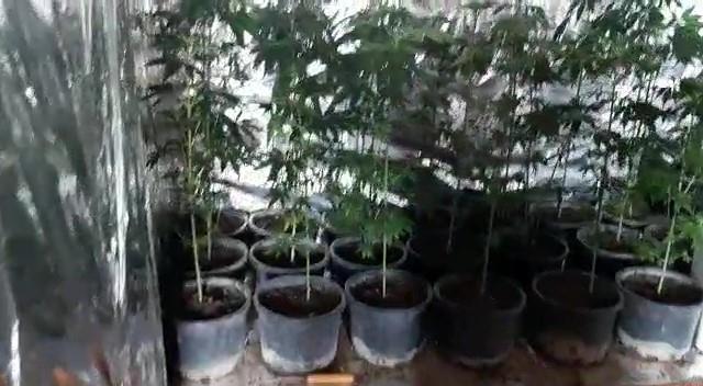 Gardırobunu kenevir bahçesine dönüştürmüş Gardırobunu kenevir bahçesine dönüştürmüş