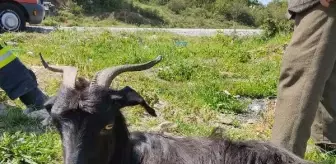 Zifte yapışan keçiyi itfaiye kurtardı