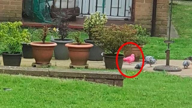 Annesinin evinde oturan kadın pencereden görüntüledi: Dünya üzerinde böyle bir güvercine hiç rastlamadım Annesinin evinde oturan kadın pencereden görüntüledi: Dünya üzerinde böyle bir güvercine hiç rastlamadım