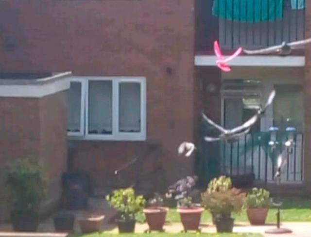 Annesinin evinde oturan kadın pencereden görüntüledi: Dünya üzerinde böyle bir güvercine hiç rastlamadım Annesinin evinde oturan kadın pencereden görüntüledi: Dünya üzerinde böyle bir güvercine hiç rastlamadım