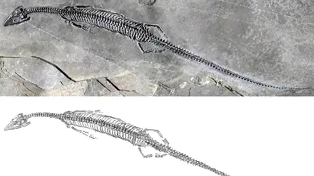 Çinli bilim insanları tarafından 244 milyon yıl önce yaşayan deniz sürüngeninin fosili bulundu
