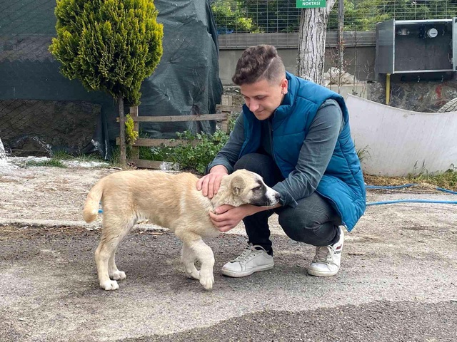 Son sürat çarptı, can çekişmesini izledi! 3 yaşındaki Doby taksici dehşetini yaşadı Son sürat çarptı, can çekişmesini izledi! 3 yaşındaki Doby taksici dehşetini yaşadı