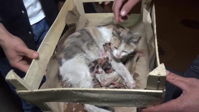 Bursa'da bir kedi okey masası yanında doğurdu Bursa'da bir kedi okey masası yanında doğurdu