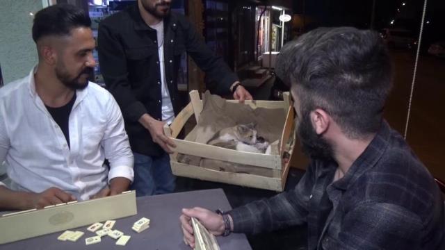 Bursa'da bir kedi okey masası yanında doğurdu Bursa'da bir kedi okey masası yanında doğurdu