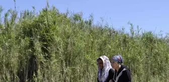 Ceyhan Nehri'nde kaybolan çocuk 3 gündür aranıyor