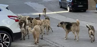 Adana'da sahipsiz köpeklerden uzaklaşırken düşen kişi yaşamını yitirdi