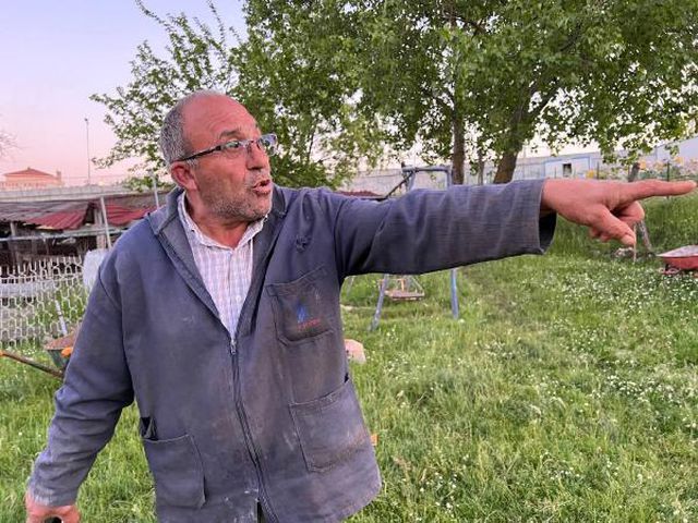 Bu kez kurtlar değil! Sokak köpekleri evin bahçesinde otlayan koyunların arasına daldı, yakaladıklarını parçaladı
