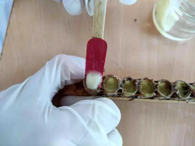 Kilosu 10 bin liradan satılıyor...Siparişlere yetişemiyor