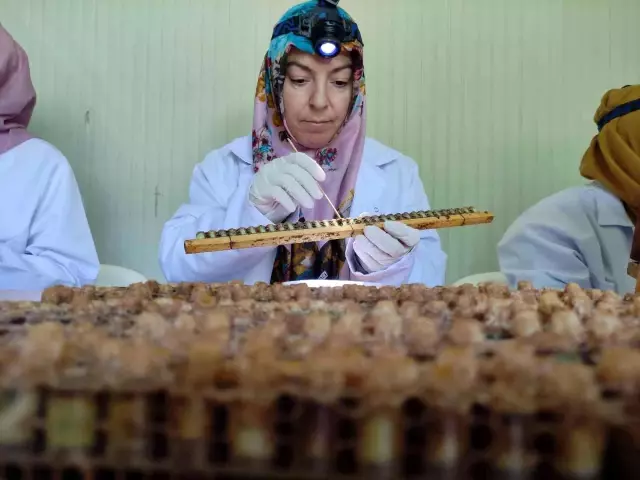 Kilosu 10 bin liradan satılıyor...Siparişlere yetişemiyor