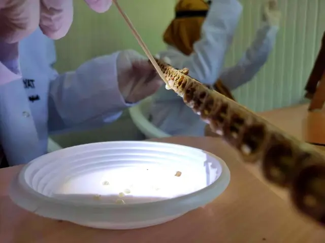 Kilosu 10 bin liradan satılıyor...Siparişlere yetişemiyor