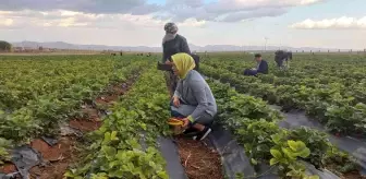 Kızıltepe'de çilek hasadı yapıldı